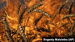 A wheat field burns after Russian shelling a few kilometers from the Ukrainian-Russian border in the Kharkiv region, in July.