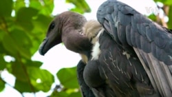 Saving Pakistan's Rare Vultures Egg By Egg